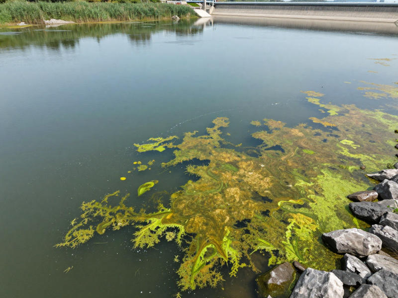 叶绿素a超标导致的水体水华现象 叶绿素a超标导致的水体水华现象